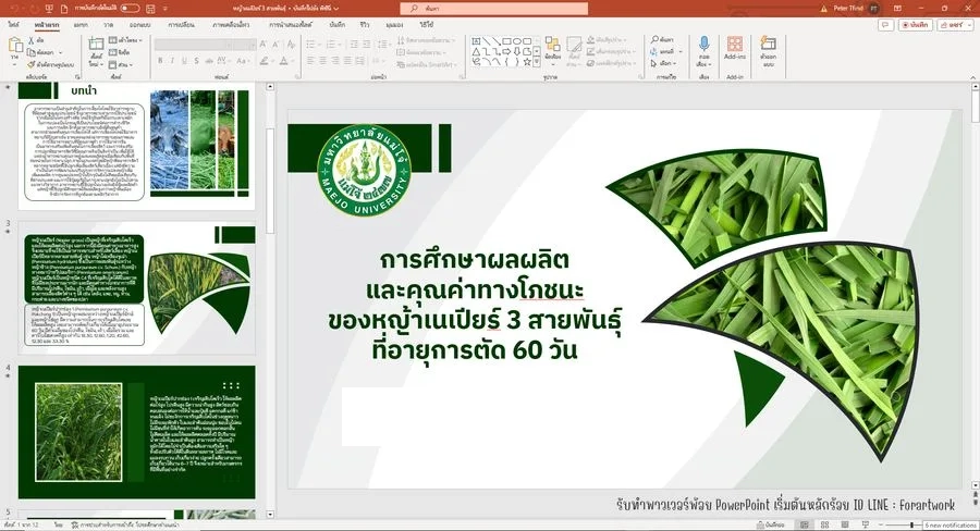 PowerPoint วิจัย การศึกษาผลผลิตหญ้าเนเปียร์ 3 สายพันธุ์ มหาวิทยาลัยแม่โจ้